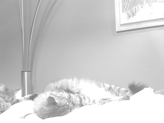 Panther Went back to sleep!