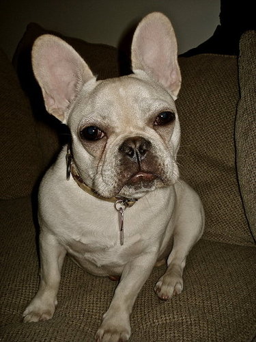 Olive, all grown up! 