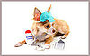 Do Tell: Have You Ever Used Human Meds on a Pet?