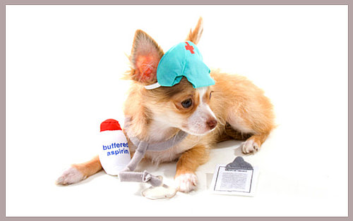 Do Tell: Have You Ever Used Human Meds on a Pet?