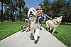 Do Your Dogs Walk Solo or Part of a Pack?