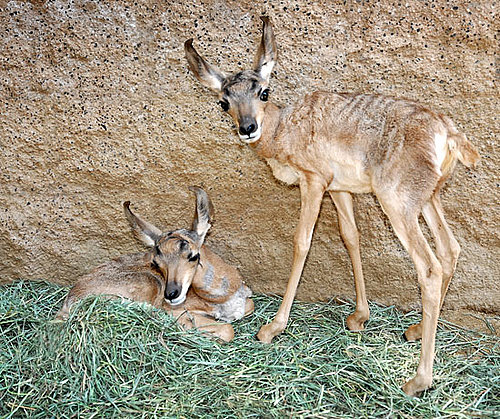 Baby Peninsular Pronghorns at LA Zoo