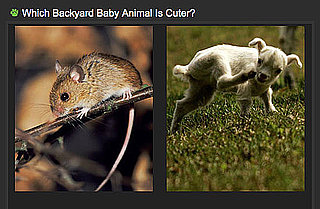 Pick the Cuter Backyard Baby in a Brand-New Faceoff For Spring!
