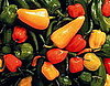 Do You Like Spicy Foods?