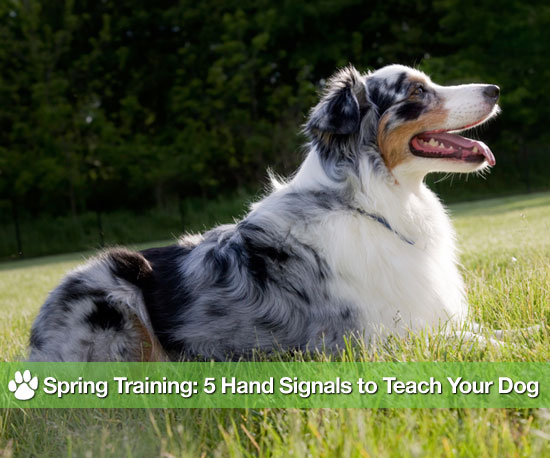 Hand Signals For Dogs