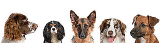 Tell Me Your Favorite Dog Breeds