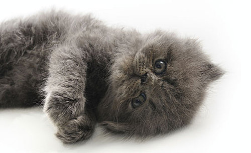 Trivia About Persian Cats