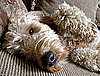 Living With Pet Allergies