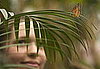 Natural History Museum Butterfly Explorers Exhibition Photo