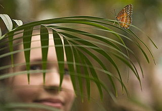 Natural History Museum Butterfly Explorers Exhibition Photo