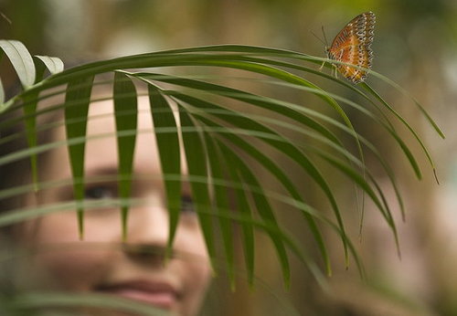 Natural History Museum Butterfly Explorers Exhibition Photo