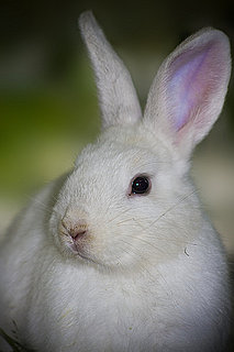 5 Reasons Carrots Aren't Just For Bunnies