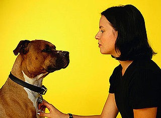 Training Tips for Dogs