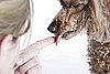 How to Teach a Dog to Lick