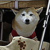 Dogs From Asian International Dog Show