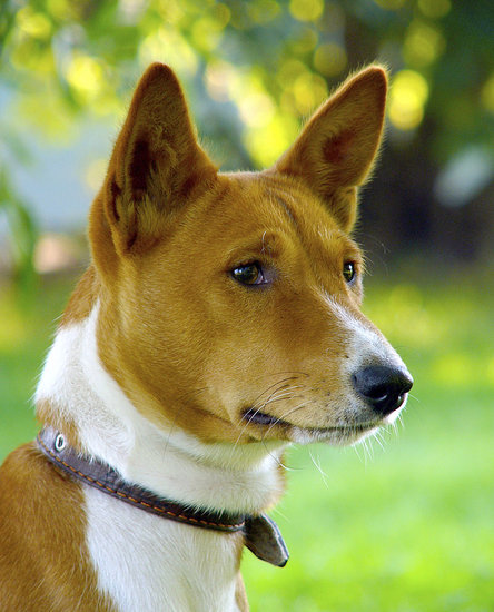 Hooded Ear