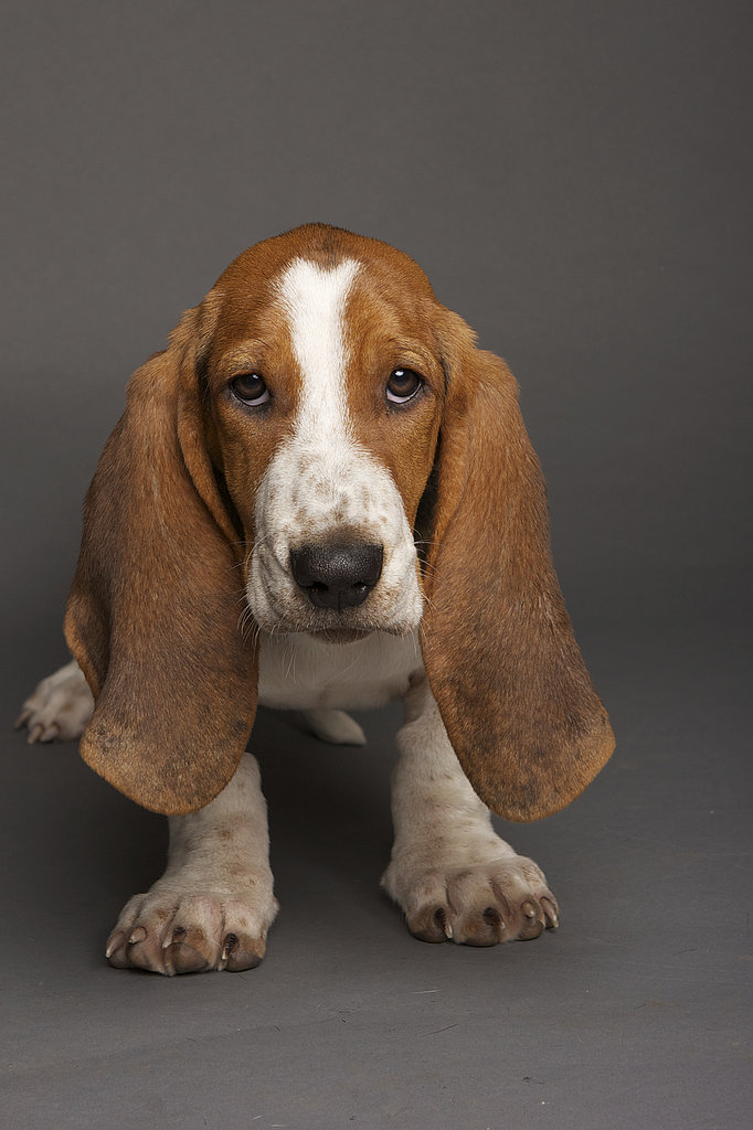 Drop Ears Drop Ears