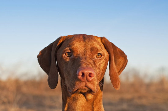 V-Shaped Ears