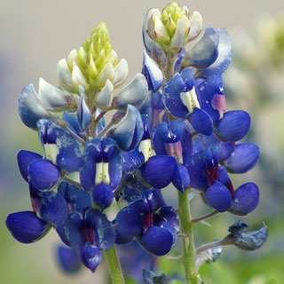 Fun Quiz About Wildflowers Fun Quiz About Wildflowers