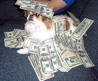 Pictures of Cute Dogs With Money