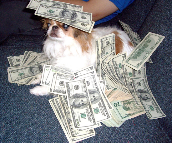 Pictures of Cute Dogs With Money Pictures of Cute Dogs With Money