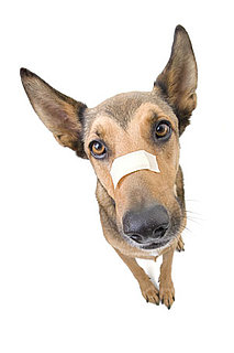 April Is Pet First Aid Month and Other Links We Like