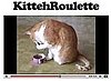 Website of the Day: KittehRoulette
