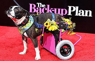 Pictures of the Dog From The Back-up Plan