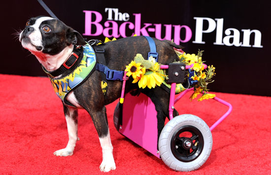 Awww, "Nuts" — All About The Back-Up Plan's Disabled Doggie Awww, "Nuts" — All About The Back-Up Plan's Disabled Doggie