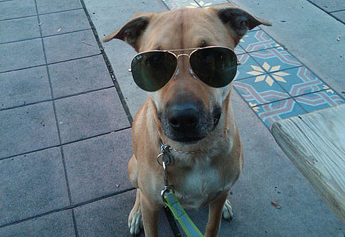 Lauren Conrad's Dog Has Several Moms and More Things From the Web This Week