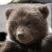 Take All 10 Most Popular Breed Quizzes Now!