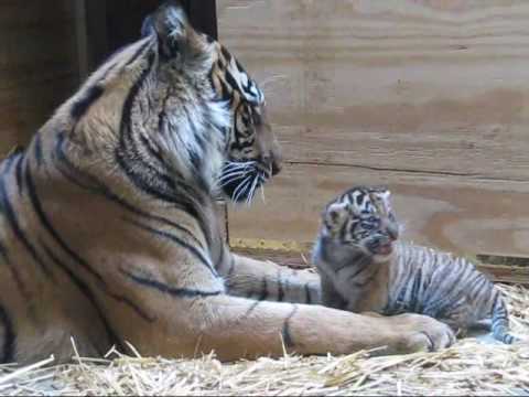 Mother Tiger Licking Baby Tiger