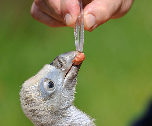 Pictures of Baby Vultures