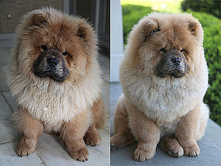 Martha Stewart PetSmart Products