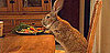 Darius the Rabbit and Other Pet Links