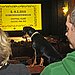 Could Your Dog Sit Through a Flick?