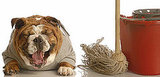 DIY Pet Pee Cleaning Solution DIY Pet Pee Cleaning Solution