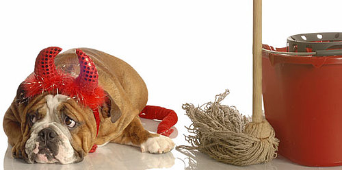 Ammonia and Dog Urine