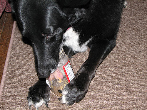 What's Your Take: Is Sharing Peanut Butter With a Pet a Crime? 