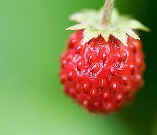 What Are Fraises du Bois?