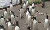 Penguins Celebrate Star Wars Day and Facebook's New Anti-Privacy "Connections"