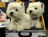 Facts About Westies Facts About Westies