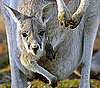 Kangaroo Pregnancy Trivia