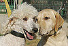Where Did Labradoodles Come From