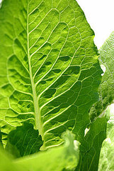 E. Coli Outbreak Prompts Multi-State Lettuce Recall