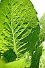 E. Coli Outbreak Prompts Multi-State Lettuce Recall