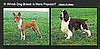 Do You Know Which Breed Is More Popular? 2010-05-22 04:00:00