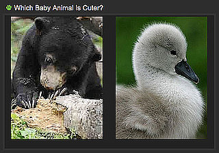 Which Zoo Animal Is the Cutest