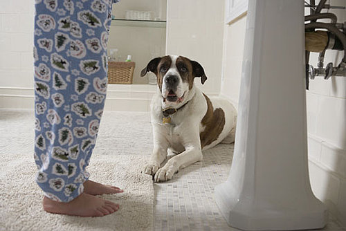 Advil Toxicity in Cats