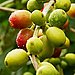 Cherries grow and ripen on coffee farms around the world.